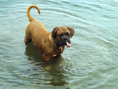 Bordeaux doğa - suda oynamak