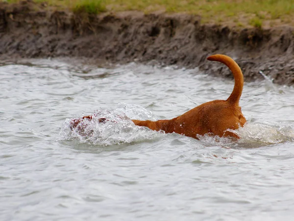 Bordeaux köpekler - gölde Yüzme — Stok fotoğraf