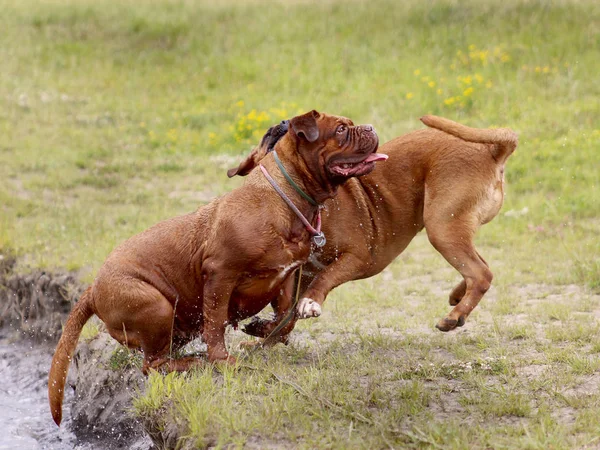 Burdeos Perros - Nadar en el lago —  Fotos de Stock