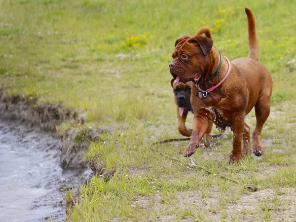 Burdeos Perros - Nadar en el lago —  Fotos de Stock