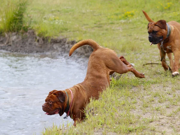 Bordeaux Dogs - Natação no lago — Fotografia de Stock