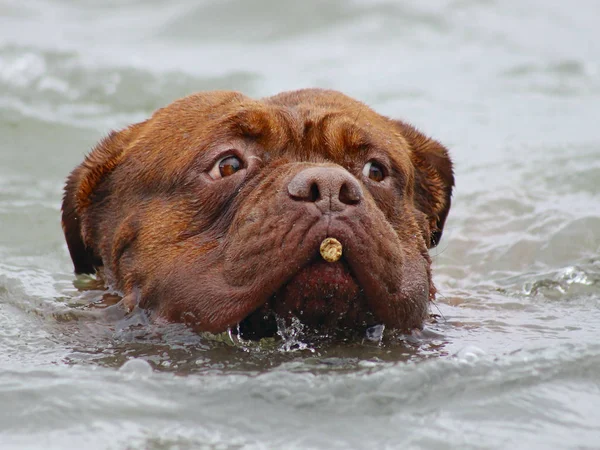 Bordeaux Dogs - Natação no lago — Fotografia de Stock