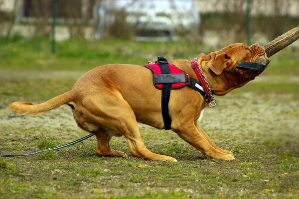 Dogue de Bordeaux - French Mastiff — Stock Photo, Image
