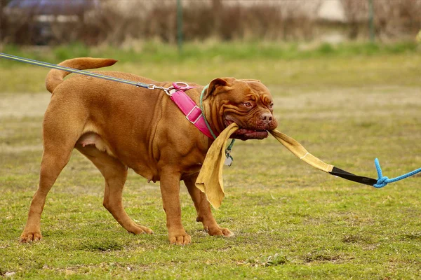 Dogue de Bordeaux - Французский мастиф — стоковое фото