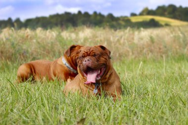 Fransız mastiff - Bordeaux köpek