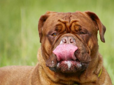 Fransız mastiff - Bordeaux köpek