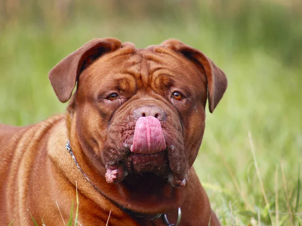 Mastim francês - Cão de Bordéus — Fotografia de Stock