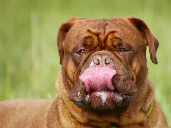 Mastim francês - Cão de Bordéus — Fotografia de Stock