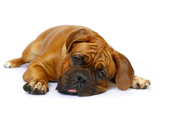 French Mastiff - Bordeaux Dog Royalty Free Stock Images
