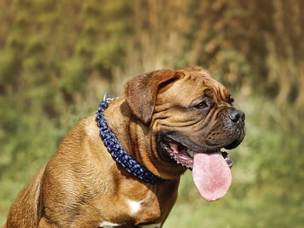 Fransız mastiff - büyük bir dil ile bir portre — Stok fotoğraf