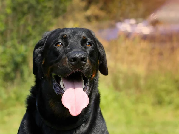 Gran perro Beauceron - Hermosa raza —  Fotos de Stock