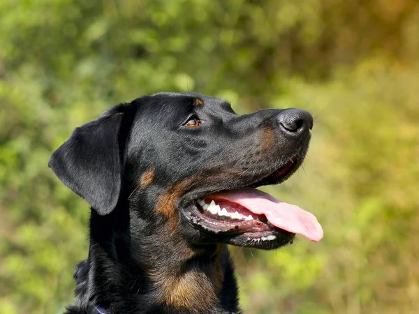 Büyük köpek Beauceron - güzel doğurmak