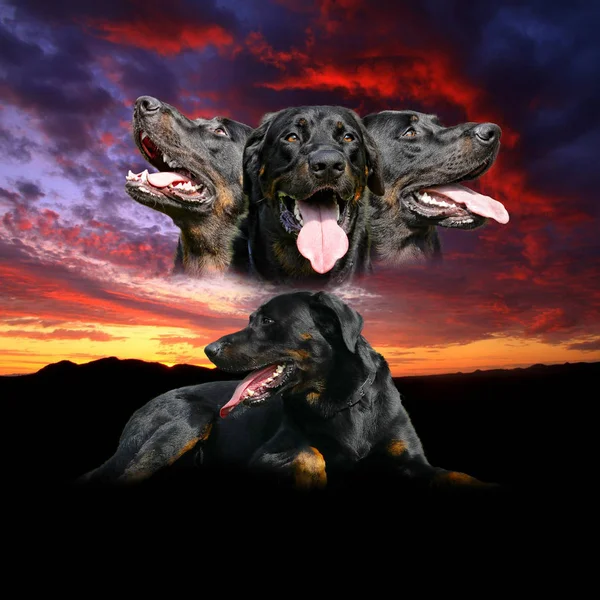 Gran perro Beauceron - Hermosa raza — Foto de Stock