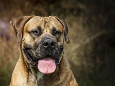 Boerboel - kafa portre - Güney Afrika