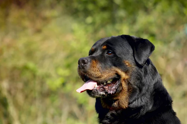 Rottweiler - Rappresentante della razza perfetta — Foto Stock