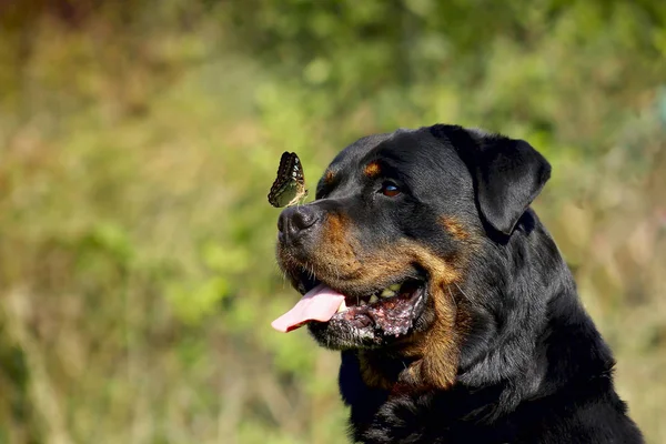 Rottweiler - mükemmel doğurmak temsilcisi — Stok fotoğraf