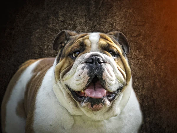 Englische Bulldogge - schöne Repräsentantin der Rasse — Stockfoto