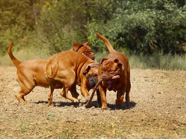 波尔多犬-法国獒犬 — 图库照片