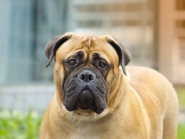 Köpek Bullmastif - kafa portre