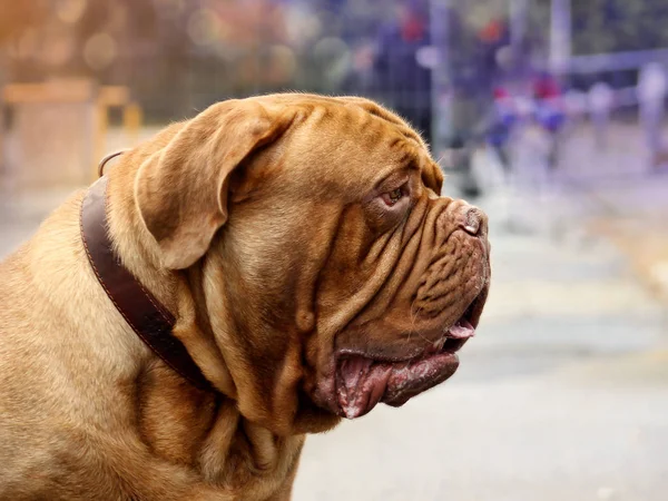 Bordeauxdog - Franse mastiff - mooie hond — Stockfoto