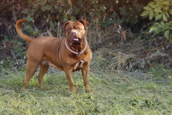 French Mastiff Dogue de Bordeaux — Stockfoto
