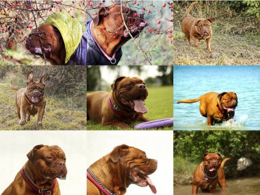 Big Dog Dogue de Bordeaux