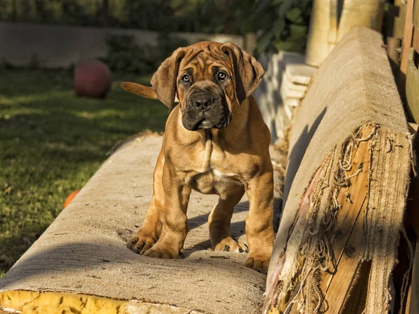 Dél-afrikai Boerboel kiskutya — Stock Fotó