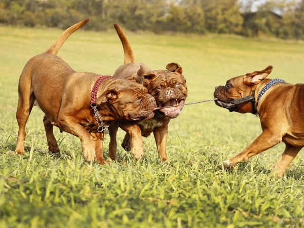 French Mastiff Dogue de Bordeaux — Stock fotografie