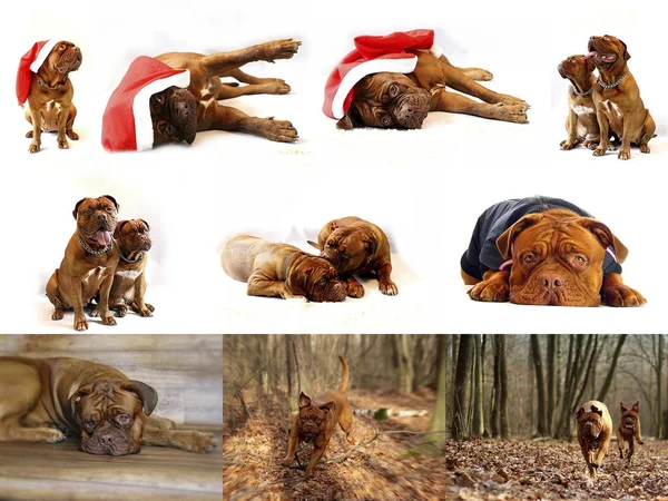 Mastín francés - Dogue de burdeos - Mezclar fotos — Foto de Stock