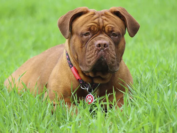 Большая собака - французский мастиф - Dogue de Bordeaux — стоковое фото