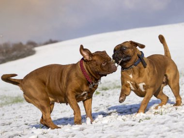 Büyük köpek - Fransız mastiff - Dogue de Bordeaux 