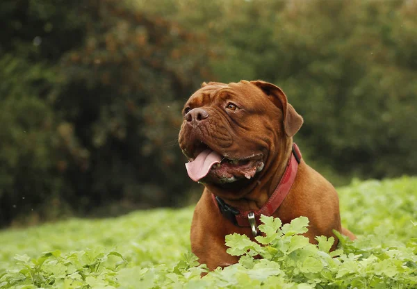 Büyük köpek - Fransız mastiff - Dogue de Bordeaux — Stok fotoğraf