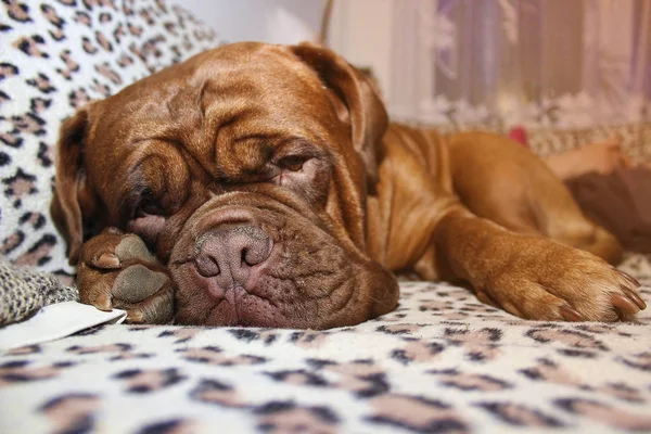 Stor hund - fransk mastiff - Dogue de Bordeaux — Stockfoto