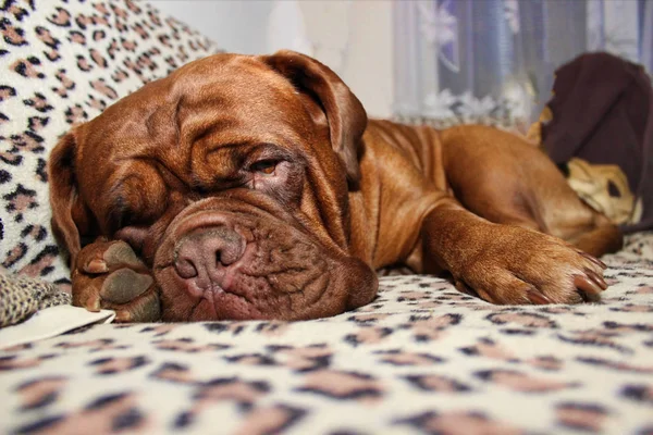 Stor hund - fransk mastiff - Dogue de Bordeaux — Stockfoto