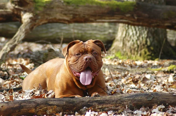 Velký pes - francouzský doga - Dogue de Bordeaux — Stock fotografie