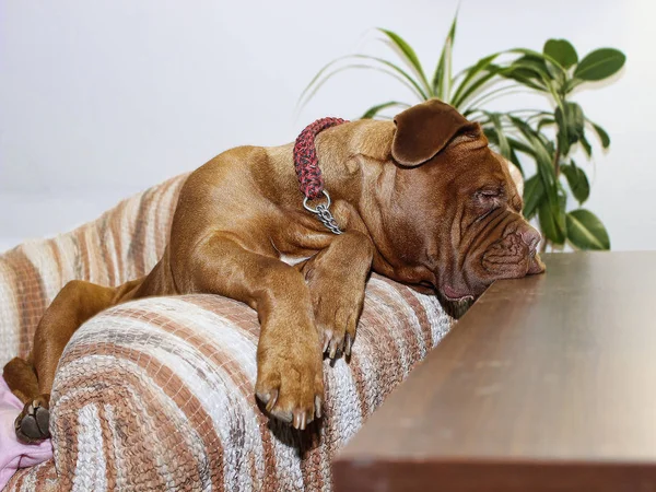 美しい大きな犬 - コトン ・ ド ・ ボルドー - フランス語マスティフ — ストック写真