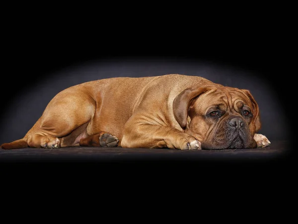 Vackra stora hund - Dogue de Bordeaux - fransk Mastiff — Stockfoto