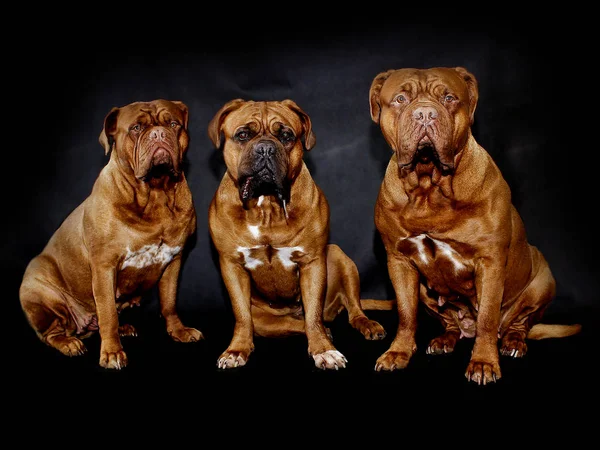 Güzel büyük köpek - Dogue de Bordeaux - Fransız Mastiff — Stok fotoğraf