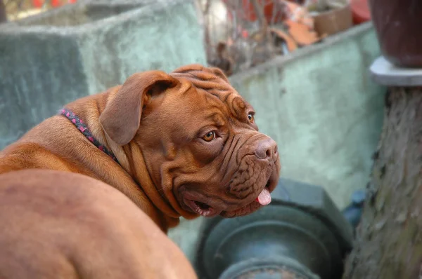 Cão grande bonito - Dogue de Bordeaux - Mastim francês — Fotografia de Stock