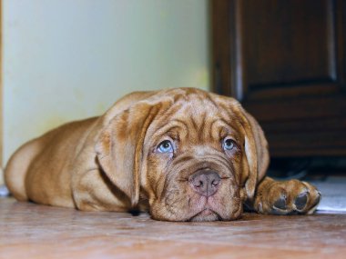 Bordeaux köpek yavrusu - Fransız Mastiff - sekiz hafta