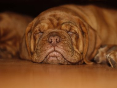 Bordeaux köpek yavrusu - Fransız Mastiff - sekiz hafta