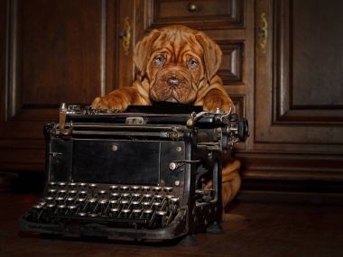 Bordeaux köpek yavrusu - Fransız Mastiff - sekiz hafta