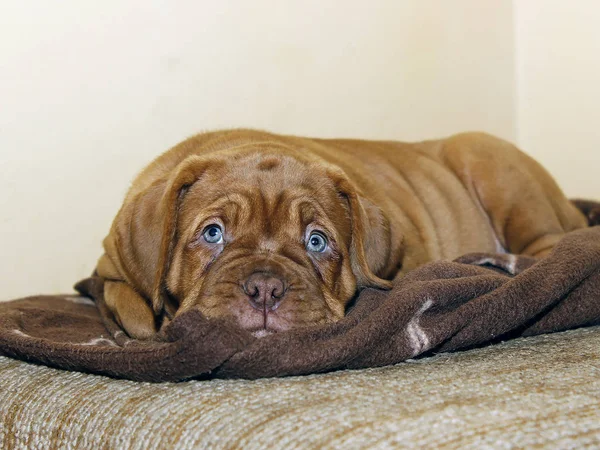 Bordeaux Hundewelpe - Französische Dogge - acht Wochen — Stockfoto