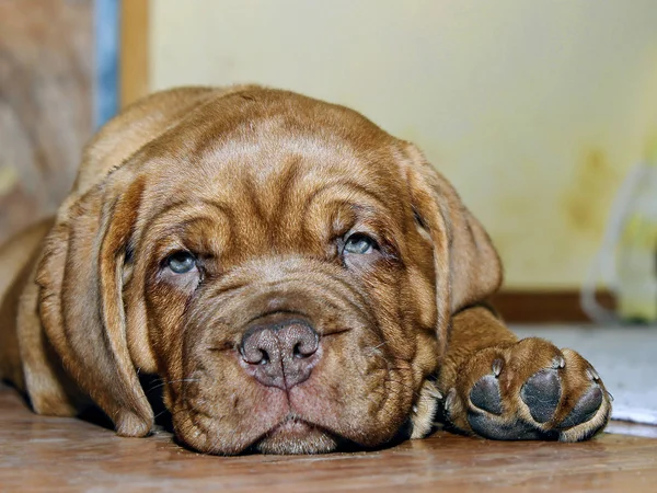 Bordeaux Hundewelpe - Französische Dogge - acht Wochen — Stockfoto