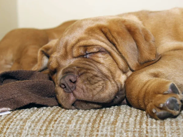 Bordeaux Hundewelpe - Französische Dogge - acht Wochen — Stockfoto