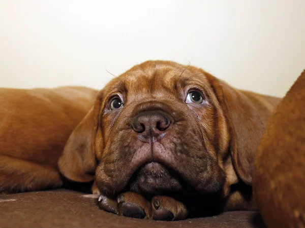 Κουτάβι σκυλί Μπορντό - γαλλική μαντρόσκυλο - οκτώ εβδομάδες — Φωτογραφία Αρχείου