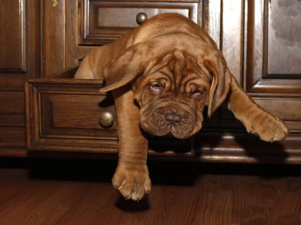 Κουτάβι σκυλί Μπορντό - γαλλική μαντρόσκυλο - οκτώ εβδομάδες — Φωτογραφία Αρχείου