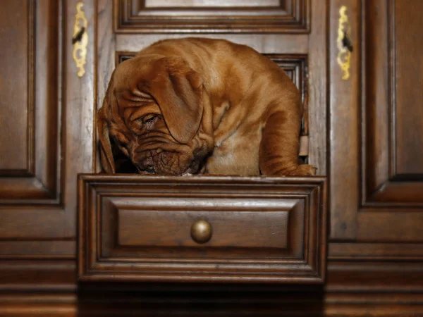 Bordeaux Dog Puppy - French Mastiff - Eight Weeks — Stock Photo, Image