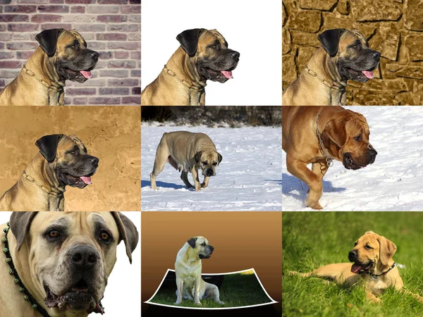 Boerboel - velký pes z Jižní Afriky — Stock fotografie