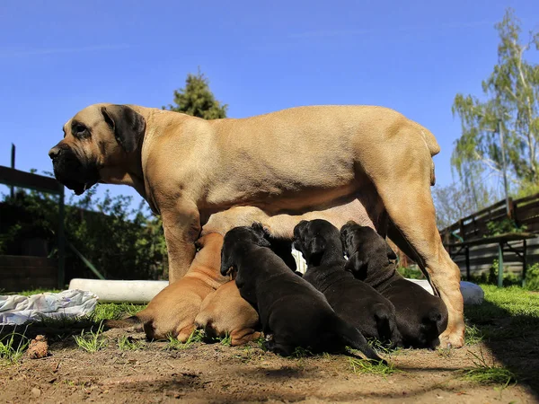 Dél-afrikai Boerboel kutya - anya etetése kiskutya - szoptatás — Stock Fotó